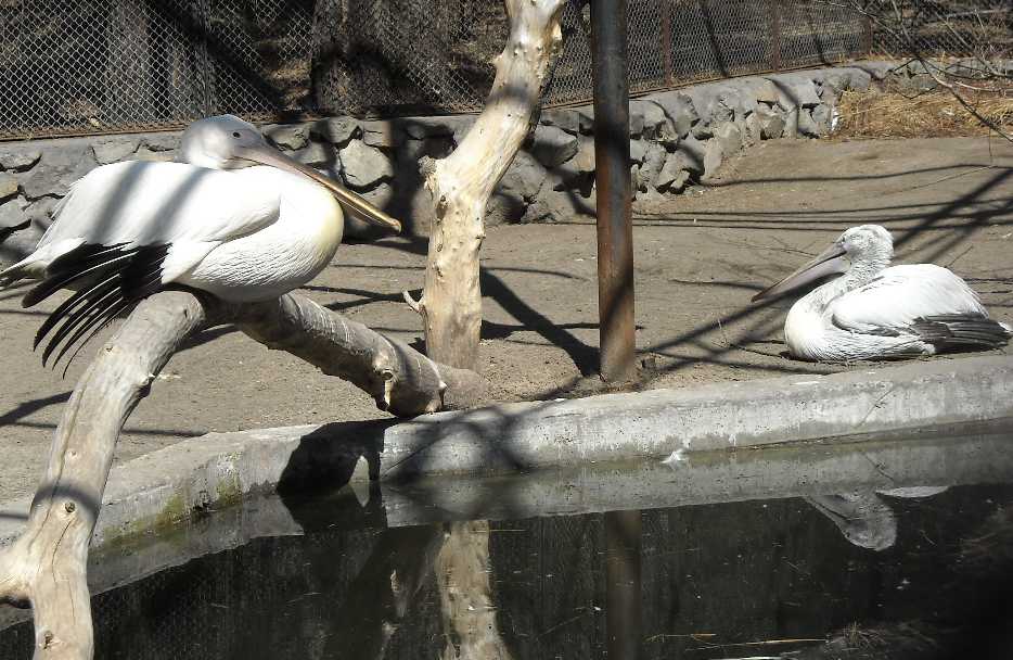   - Pelecanus crispus  ( 3502) 