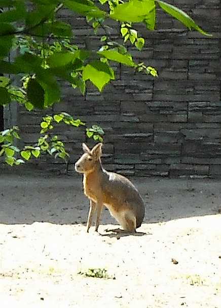  - Dolichotis patagonica  ( 3699) 