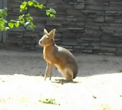   - Dolichotis patagonica  ( 3700) 