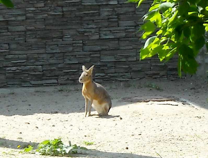   - Dolichotis patagonica  ( 3701) 