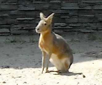   - Dolichotis patagonica  ( 3702) 