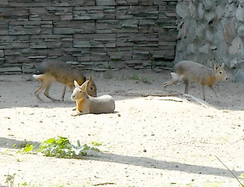   - Dolichotis patagonica  ( 3704) 