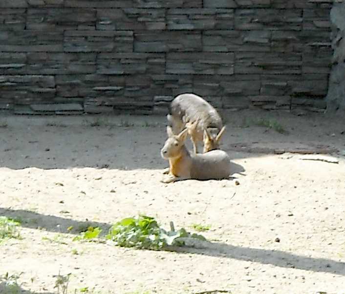   - Dolichotis patagonica  ( 3705) 