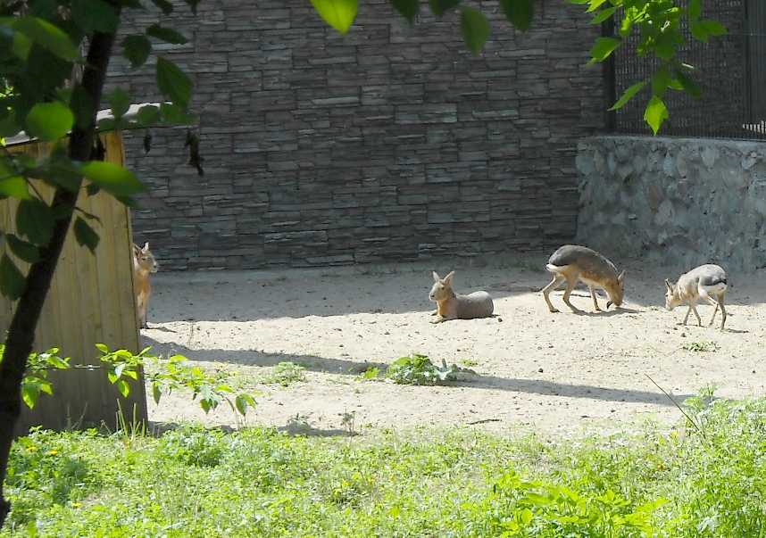   - Dolichotis patagonica  ( 3706) 