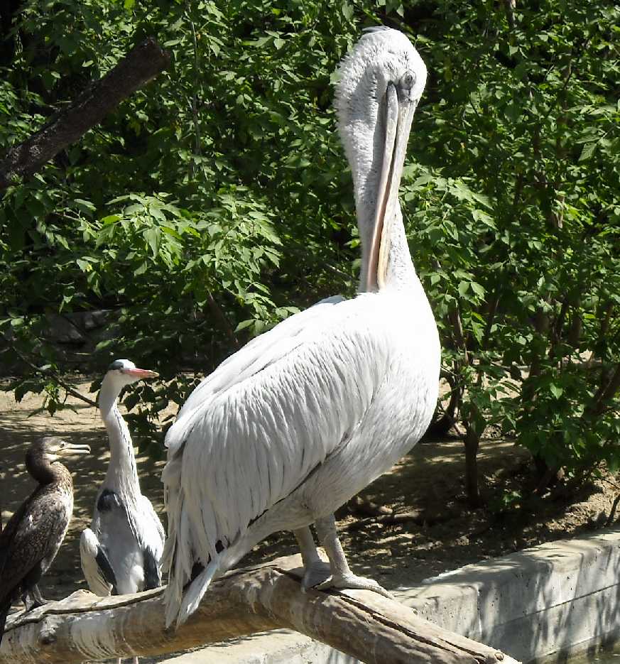   - Pelecanus crispus  ( 3738) 