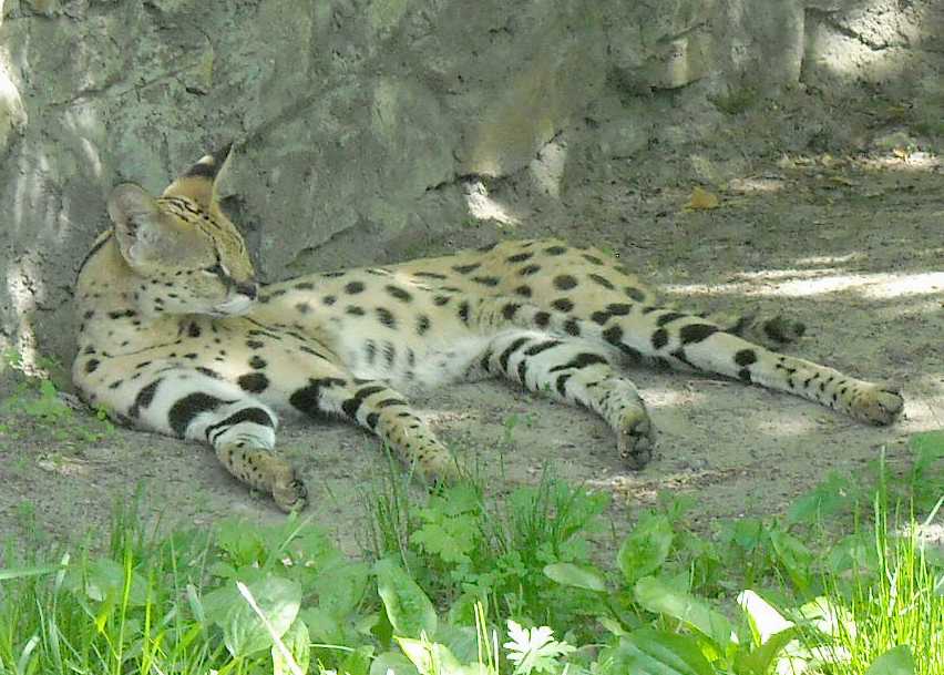  - Felis serval  ( 3786) 