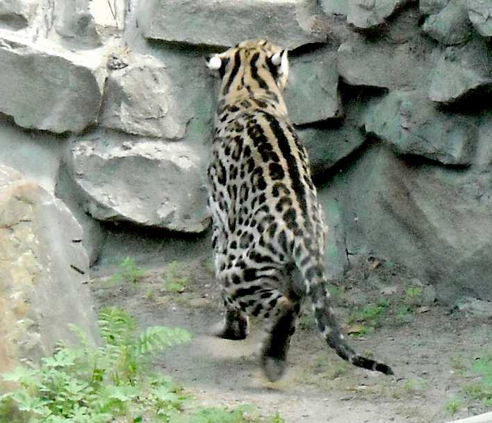  - Felis serval  ( 3837) 