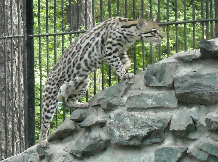  - Felis serval  ( 3838) 