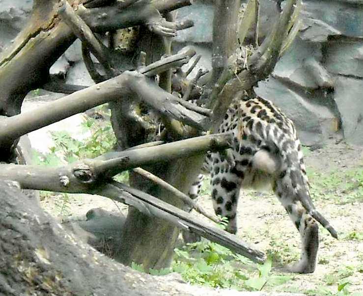  - Felis serval  ( 3839) 