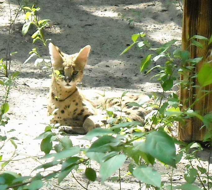  - Felis serval  ( 3844) 