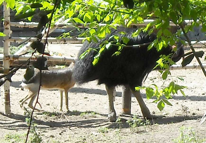   - Dolichotis patagonica  ( 4092) 