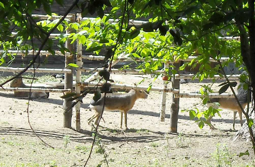   - Dolichotis patagonica  ( 4093) 