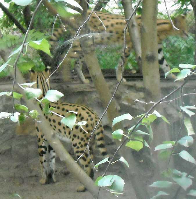  - Felis serval  ( 4342) 