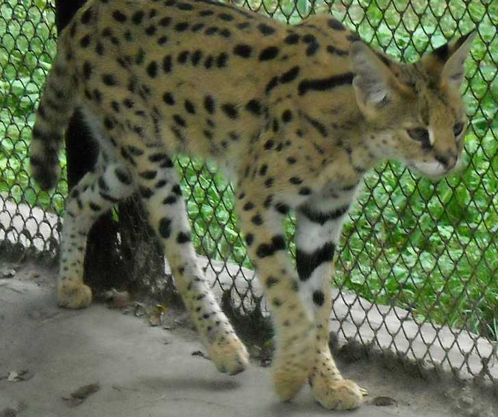  - Felis serval  ( 4343) 