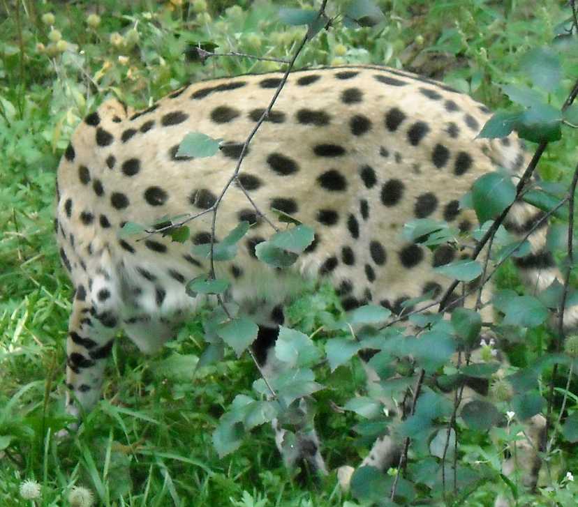  - Felis serval  ( 4344) 
