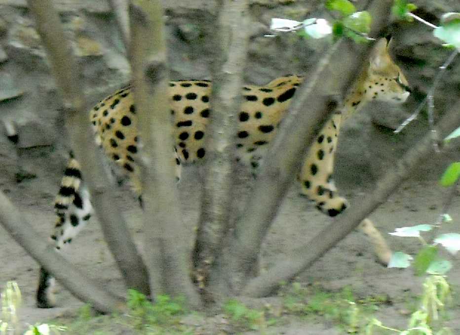  - Felis serval  ( 4347) 