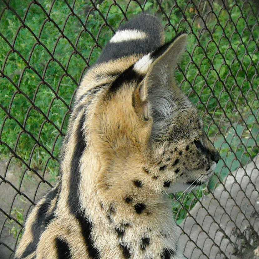  - Felis serval  ( 4350) 