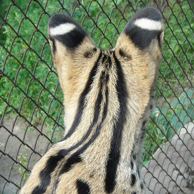  - Felis serval  ( 4351) 