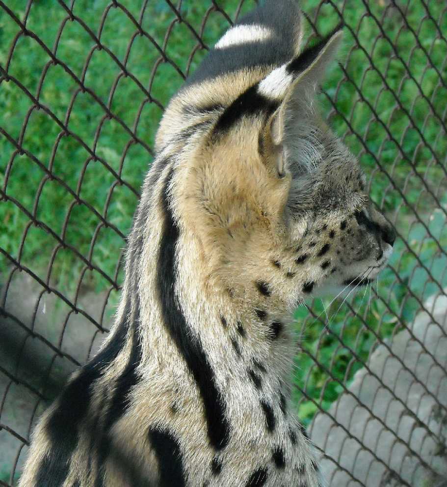  - Felis serval  ( 4352) 