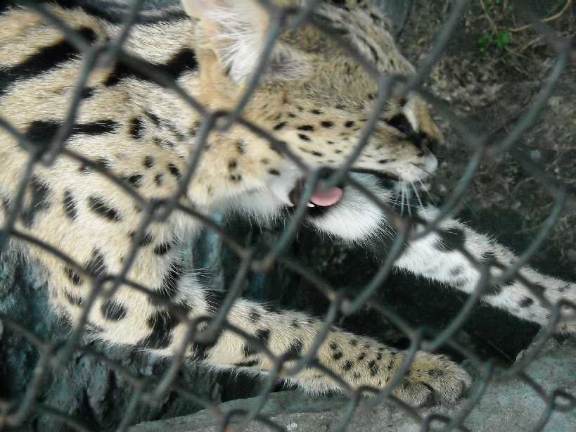  - Felis serval  ( 4353) 