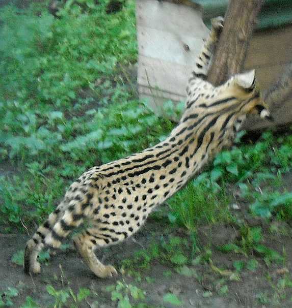  - Felis serval  ( 4354) 
