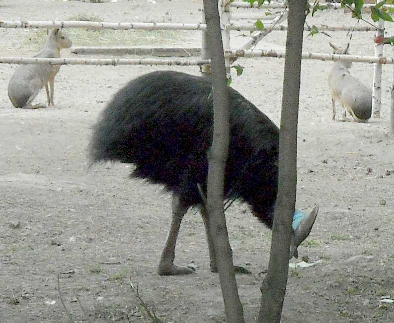   - Dolichotis patagonica  ( 4456) 