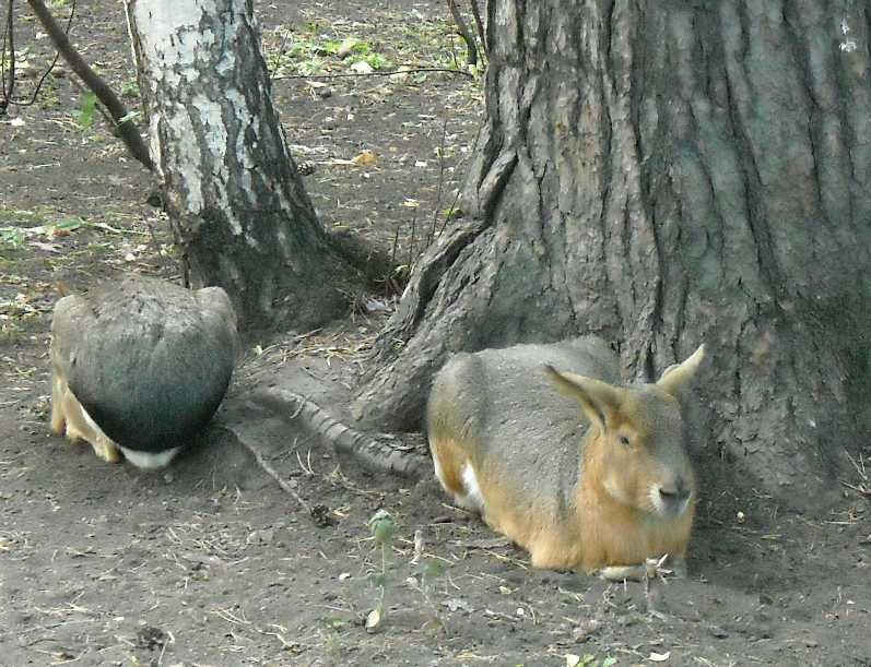   - Dolichotis patagonica  ( 4473) 