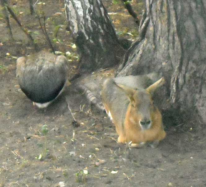   - Dolichotis patagonica  ( 4474) 