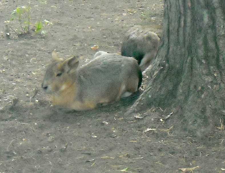   - Dolichotis patagonica  ( 4475) 