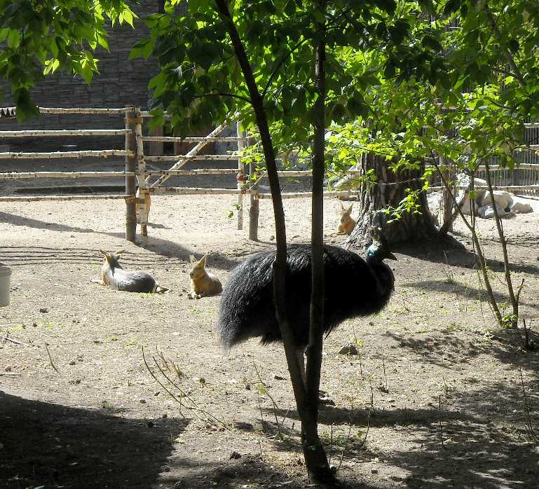   - Dolichotis patagonica  ( 4476) 