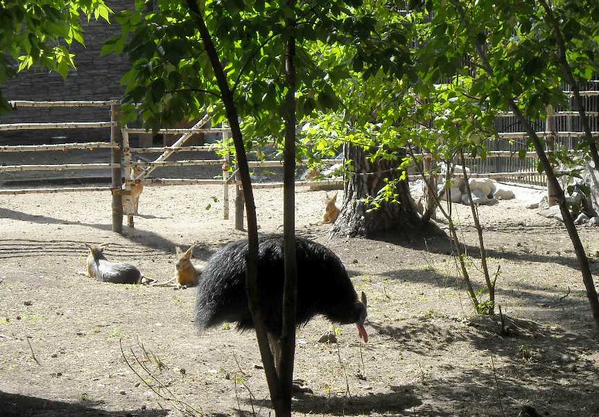   - Dolichotis patagonica  ( 4477) 