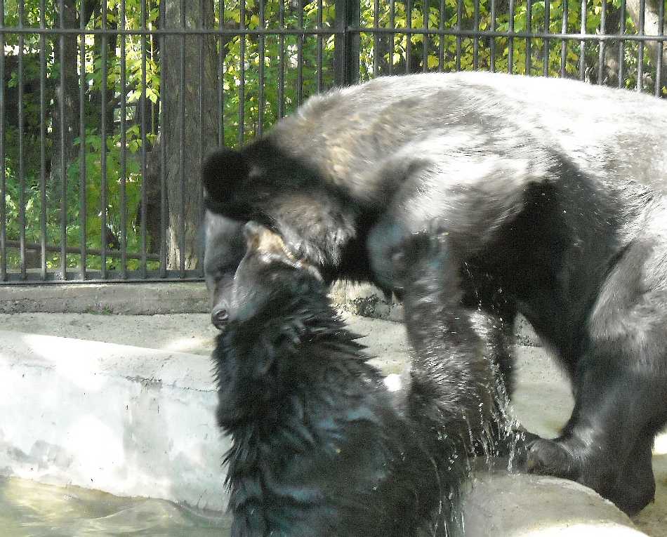    - Ursus thibetanus ussuricus  ( 4713) 