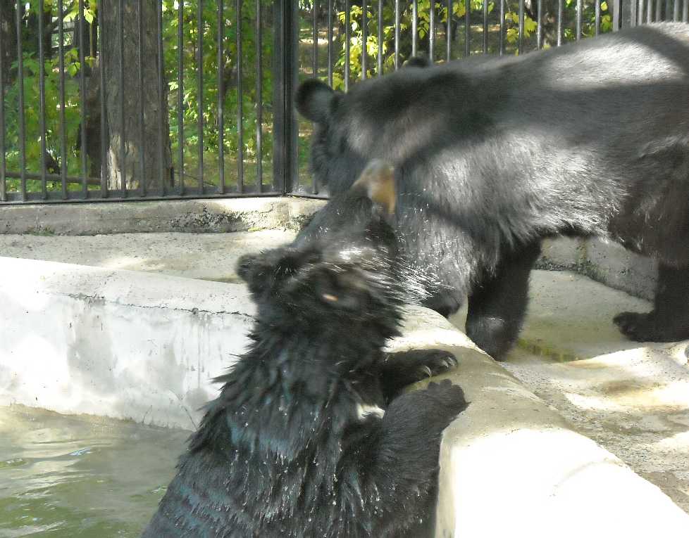    - Ursus thibetanus ussuricus  ( 4715) 