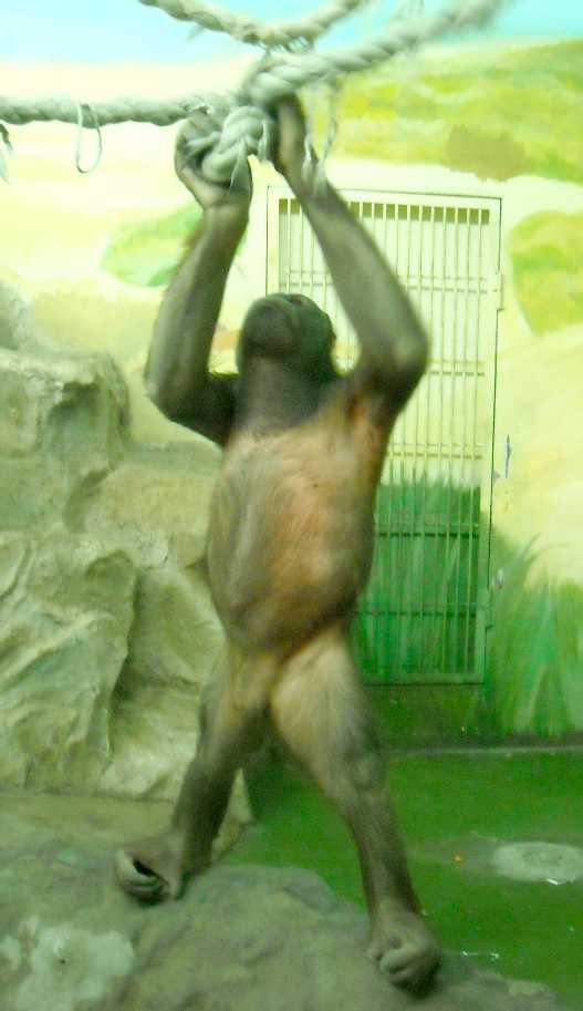   - Pongo pygmaeus  ( 5227) 