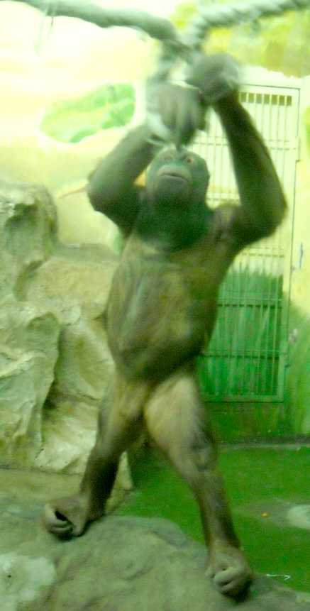   - Pongo pygmaeus  ( 5228) 