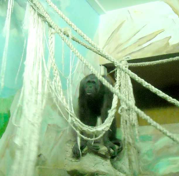  - Pongo pygmaeus  ( 5229) 