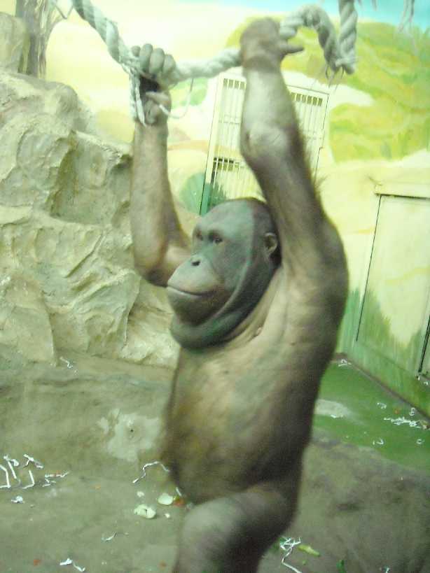   - Pongo pygmaeus  ( 5230) 