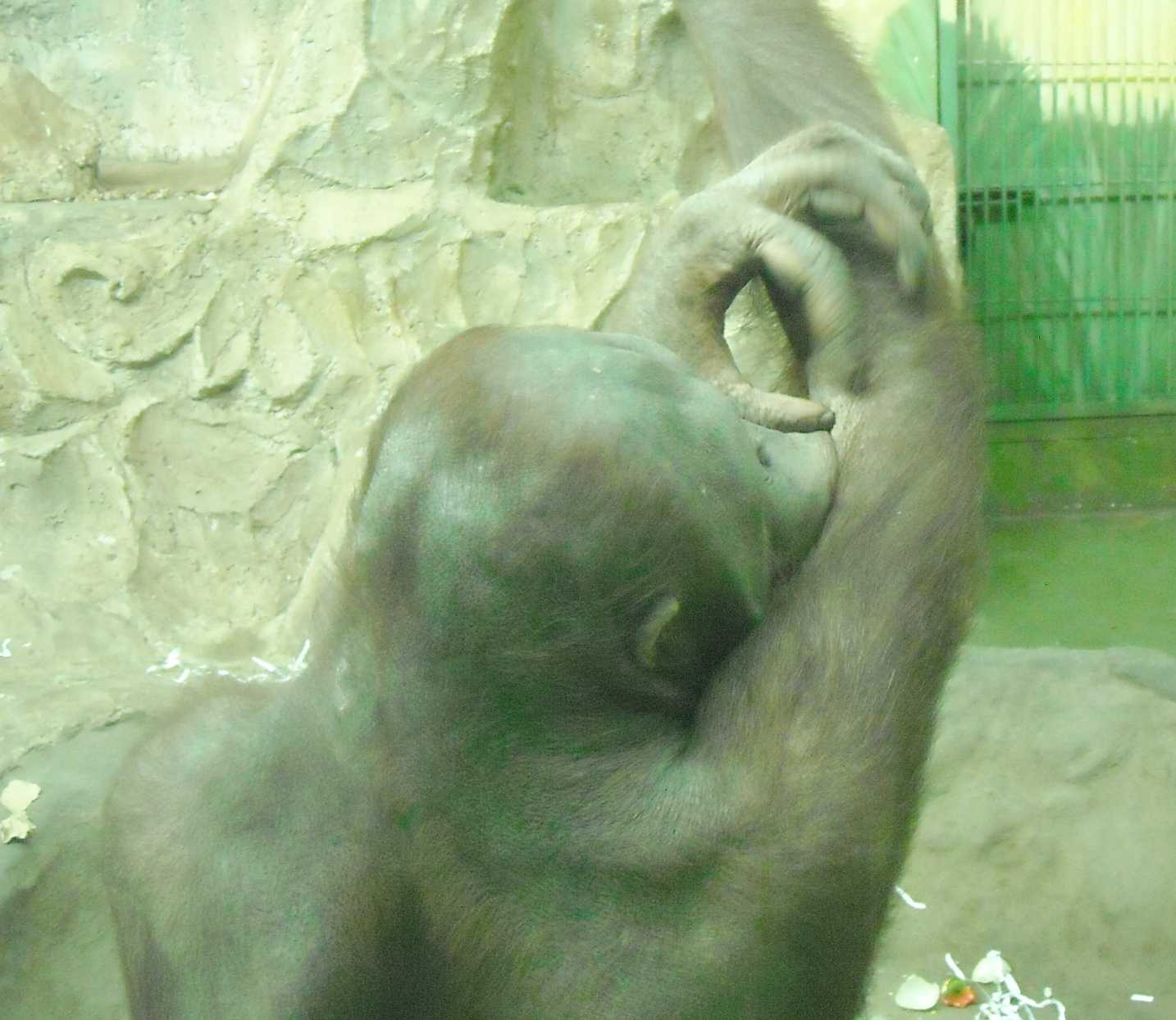   - Pongo pygmaeus  ( 5231) 