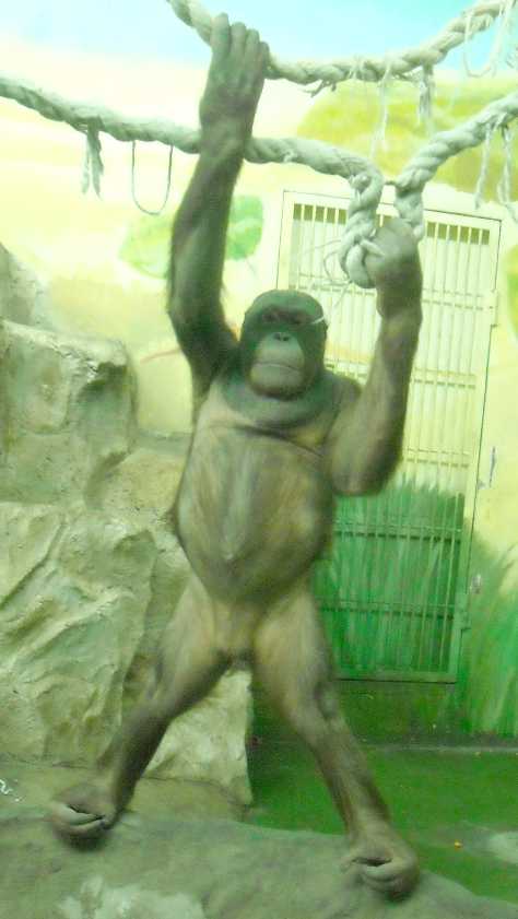  - Pongo pygmaeus  ( 5232) 