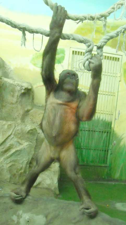   - Pongo pygmaeus  ( 5233) 