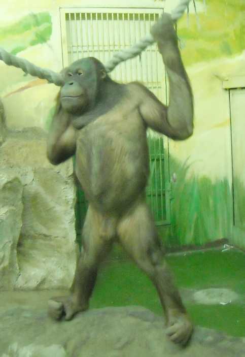   - Pongo pygmaeus  ( 5234) 