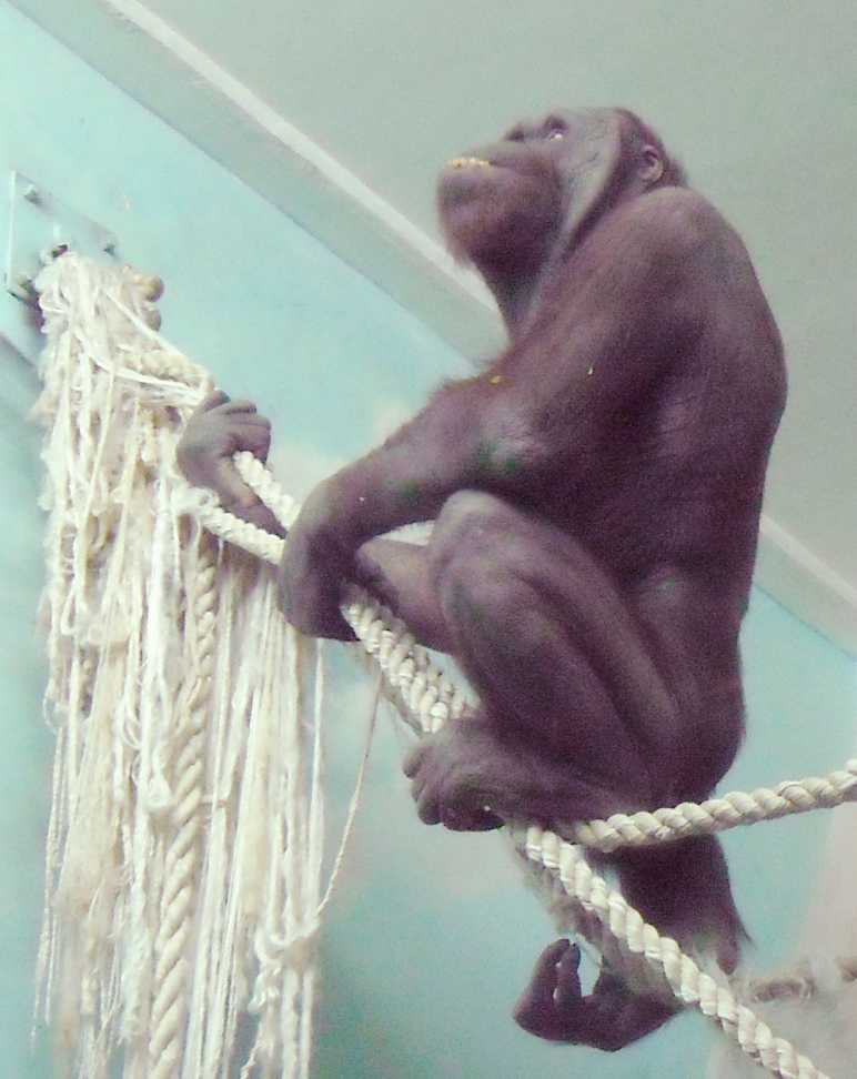   - Pongo pygmaeus  ( 5349) 