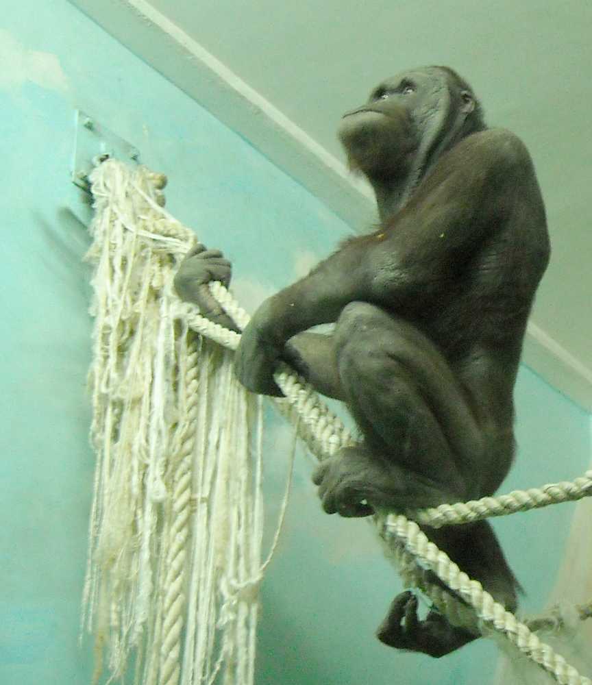   - Pongo pygmaeus  ( 5350) 