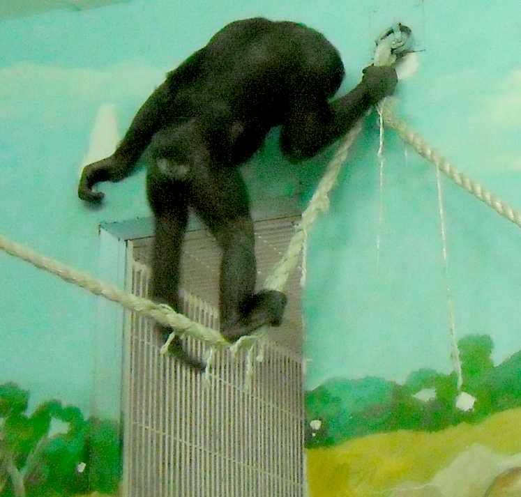   - Pongo pygmaeus  ( 5781) 
