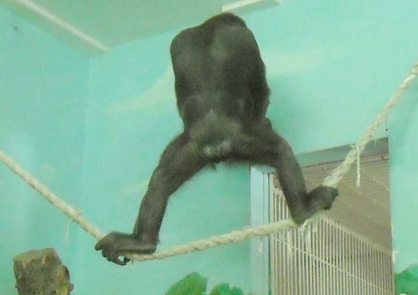   - Pongo pygmaeus  ( 5782) 