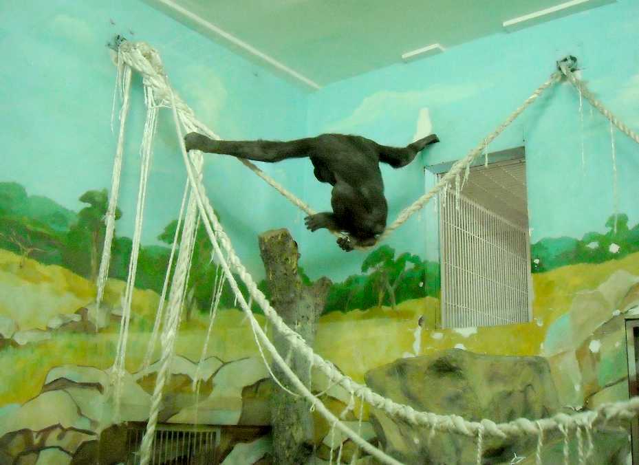   - Pongo pygmaeus  ( 5783) 