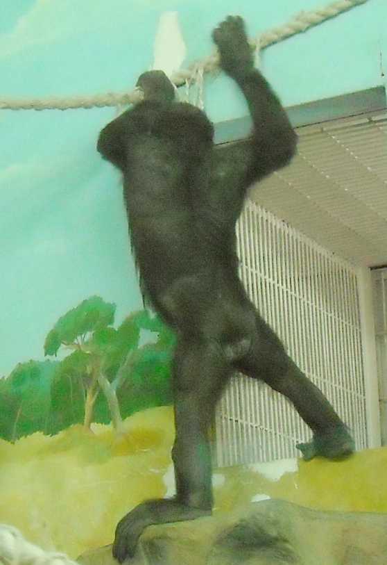   - Pongo pygmaeus  ( 5784) 