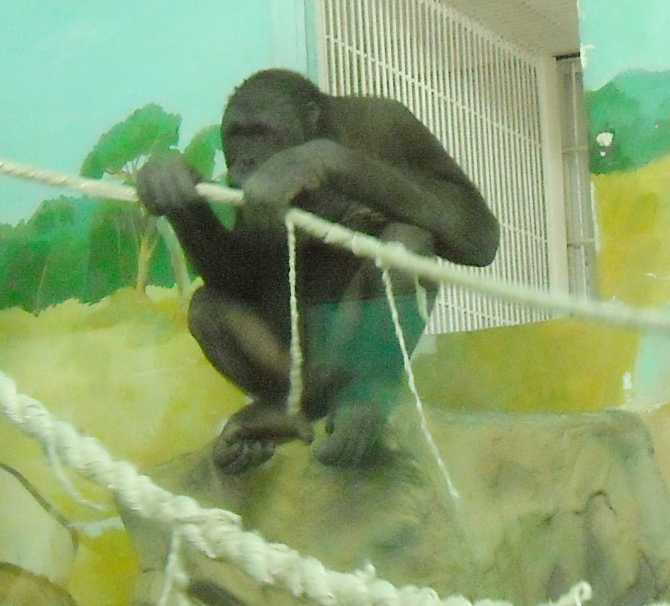   - Pongo pygmaeus  ( 5785) 