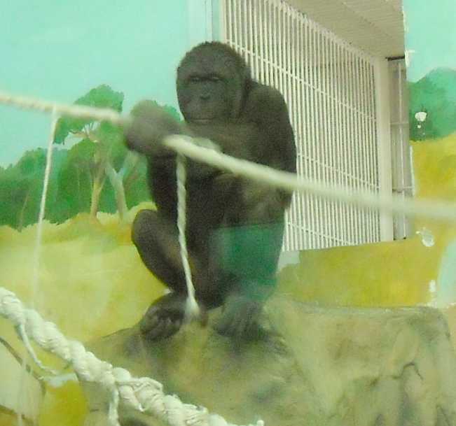   - Pongo pygmaeus  ( 5786) 
