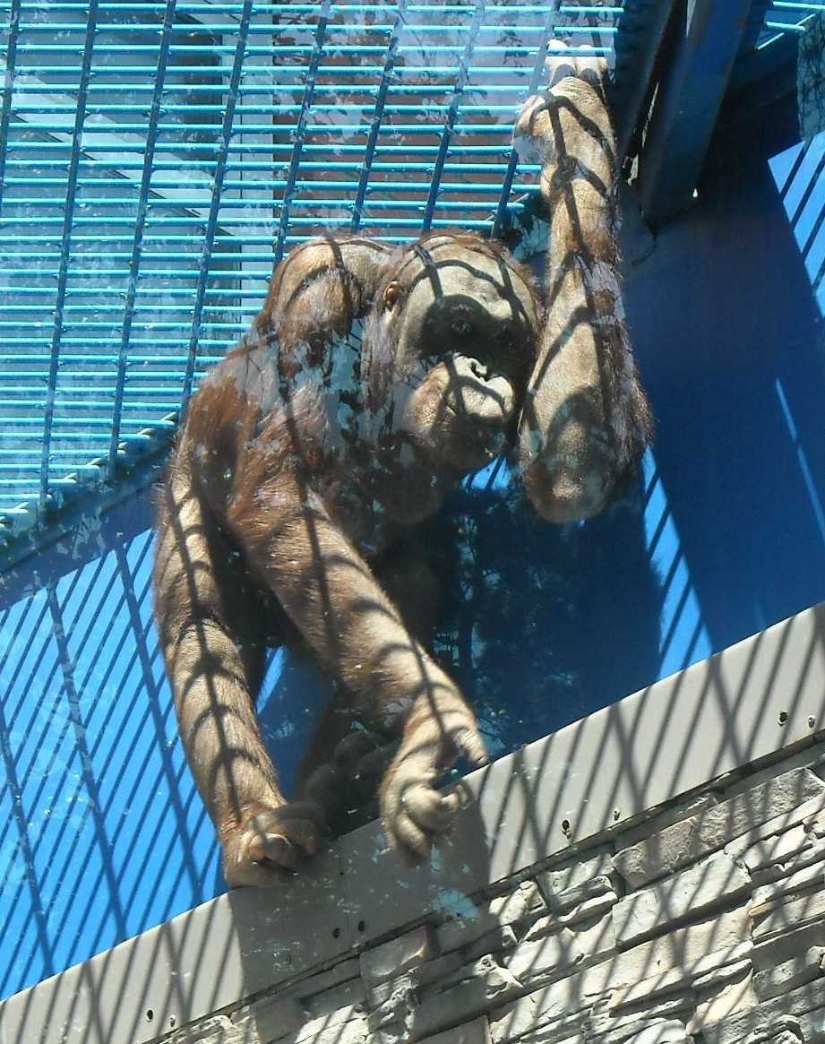   - Pongo pygmaeus  ( 6018) 